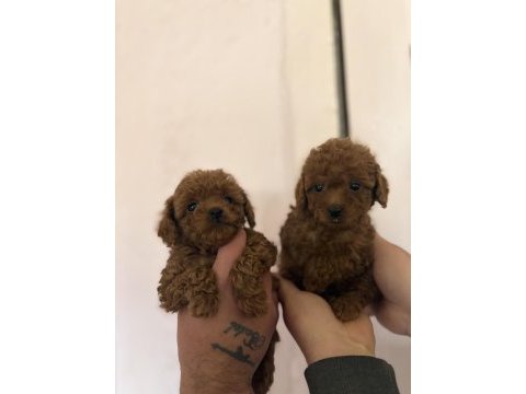 Kilo garantili toy poodle bebekler