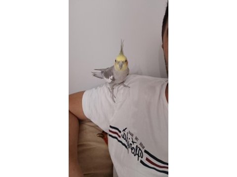 Erkek 1.5 yaşında sultan papağanı