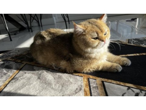 Ny11 erkek british shorthair