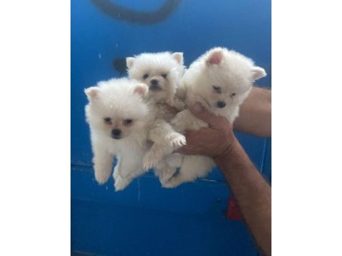 Pomeranian yavrular ırk sağlık garantili