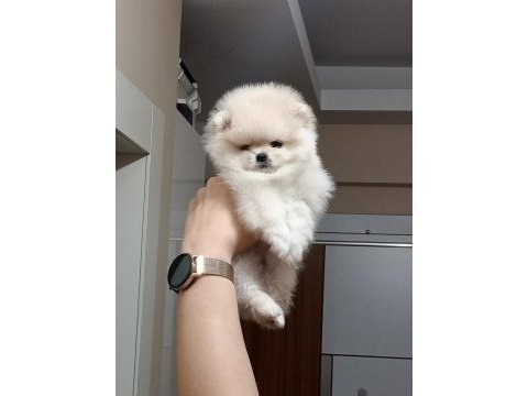2.5 aylık teacup dişi pomeranian boo