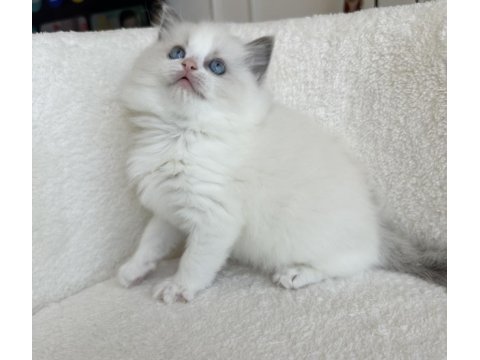 Safkan 2.5 aylık dişi ragdoll