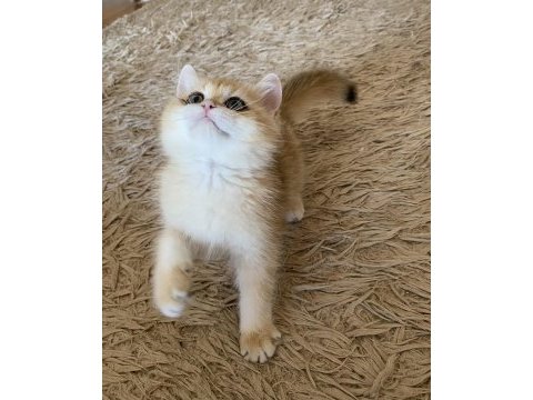 Safkan british shorthair golden ny12 erkek yavru