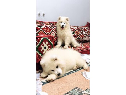 Kıf-fcı şecereli mükemmel kalite samoyed son 1 yavru