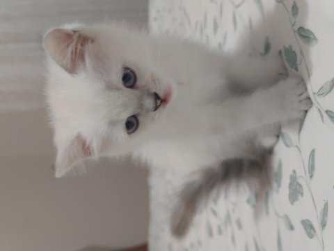 Safkan british shorthair ns1133 yavru