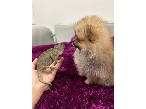 Irk garantılı teacup pomeranian