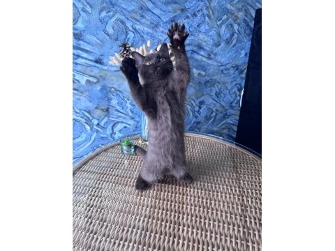 British shorthair nadir bulunan chocolate erkek yavru