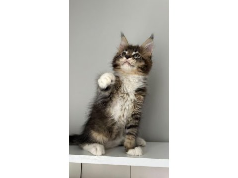 Sağlık ve ırk garantili minik maine coon devler