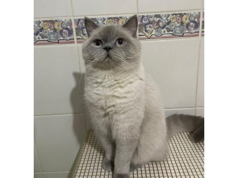 Mama karşılığı british shorthair