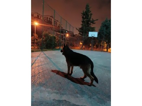 2 yaşında alman kurdu
