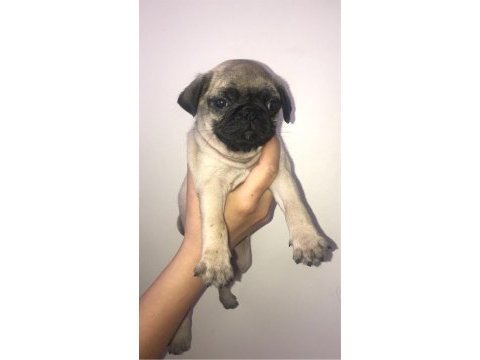 Pug bebişler
