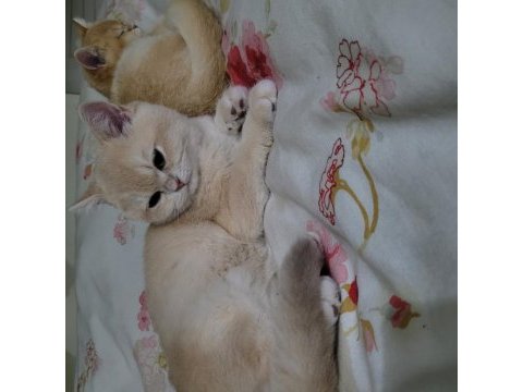 Golden 7 aylık erkek british shorthair