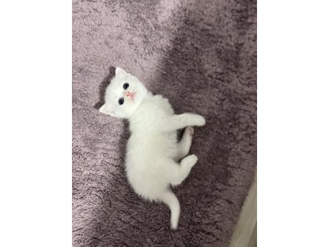 Şahsıma ait kedimin yavrusu