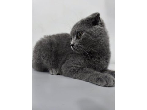 Yavru scottish fold kedisi