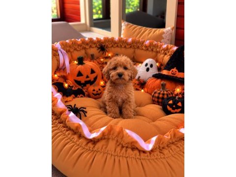 Üst kalite maltipoo bebekler 