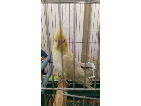 Lutino 8 aylık veteriner bakımlı sultan papağanı