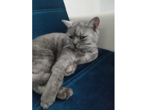 British shorthair duman uyguna sahiplendirilecek