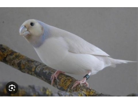 2024 doğumlu gökkuşağı golden finch
