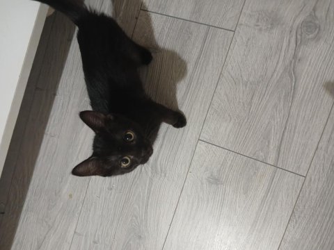İki adet siyam kedisi yavru
