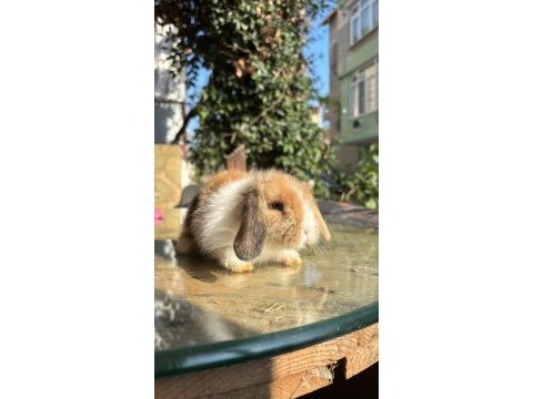 Lop tavşanlar