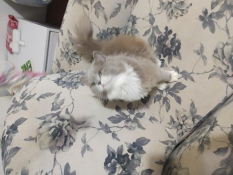 Full secereli bicolor british longhair prensesi