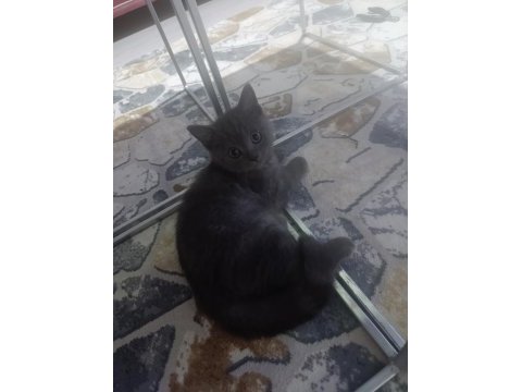 British shorthair yavrular teslime hazır