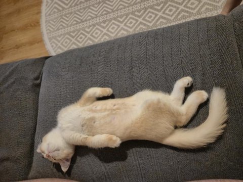 British shorthair kedimiz