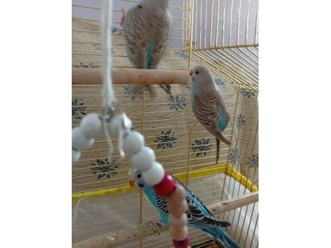 3 aylık çek muhabbet yavruları ve babaları