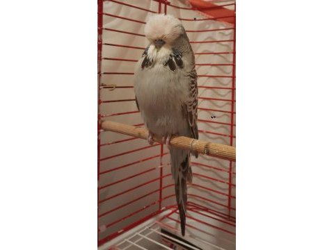 Show jumbo muhabbet kuşu erkek
