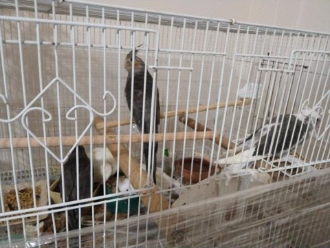 El beslemesi sultan papağanı yavrular