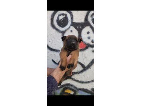 Tüm ırk ve cinsler için yardımcı olalım malinois