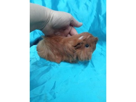 Safkan ginepig ırklarımızı görmeden karar vermeyin