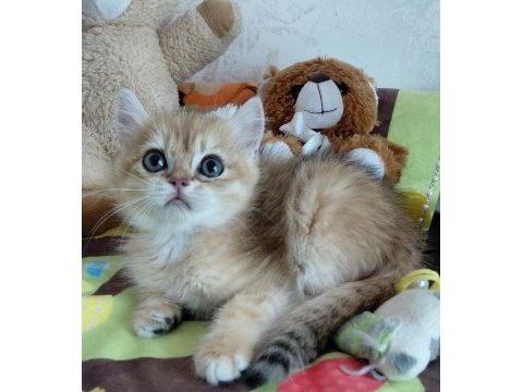 Safkan british shorthair yavrular
