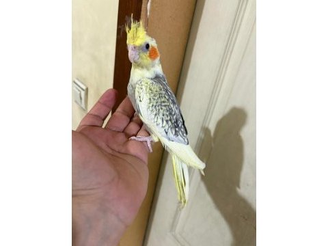 63 günlük kusursuz sultan bebek