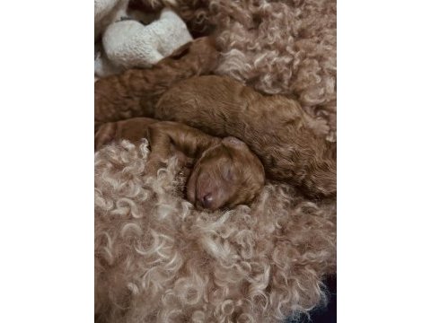Minyatür red poodle yavrularım