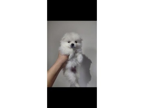 Pomeranian süt beyaz