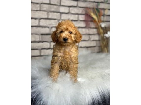 Harika anotomisi ile mükemmel toy poodle yavrular