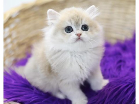 British longhair tostikler