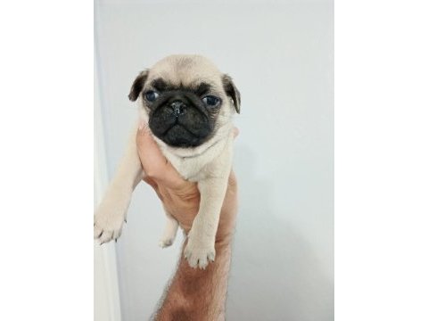 Pug yavrularımız yeni ailesini bekliyor