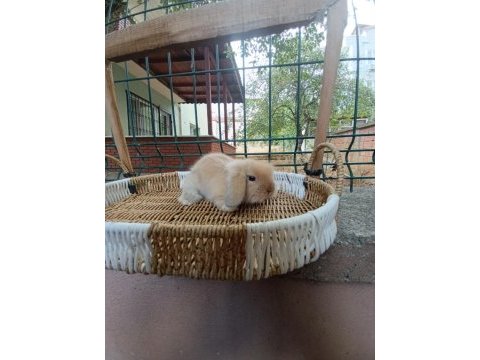 Hollanda teddy lop tavşan yavrular