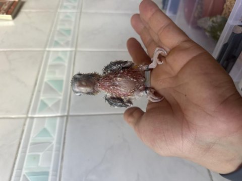 El besleme konur bebek