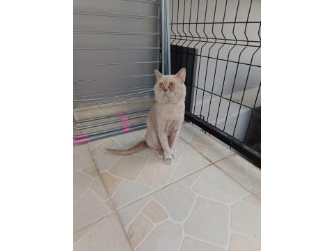 Lilac british shorthair kedimiz