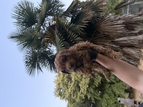 Maltipoo güzelliği