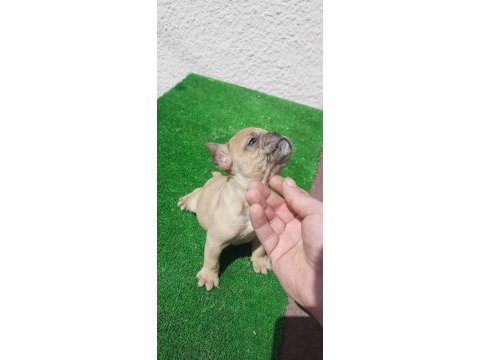 French bulldog