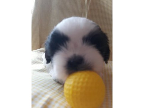 Anne ve baba safkan shih tzu bebişler