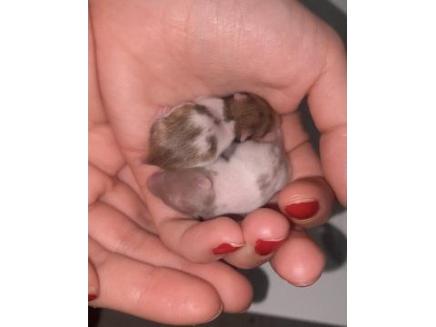 12 günlük suriye hamster