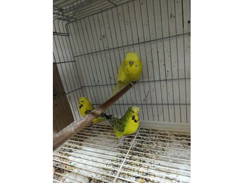 Jumbo muhabbet kuşları