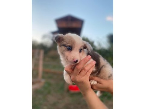 Border collie yavrularımız soy kütük belgeli