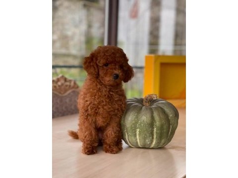 Sakarya toy poodle