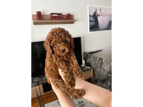 Kore yavrusu a kalite teacup red brown toy poodle yavrular